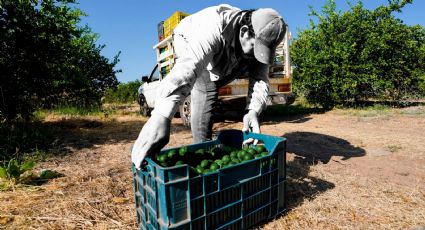 Gobierno de Michoacán mantendrá operativos para ayudar a la producción de limón