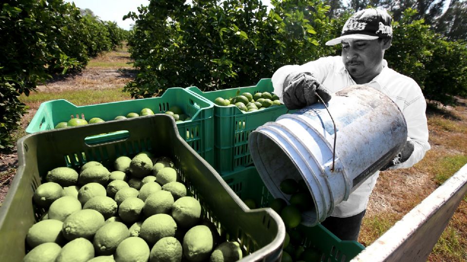 ¿Por qué limoneros pararon su producción?