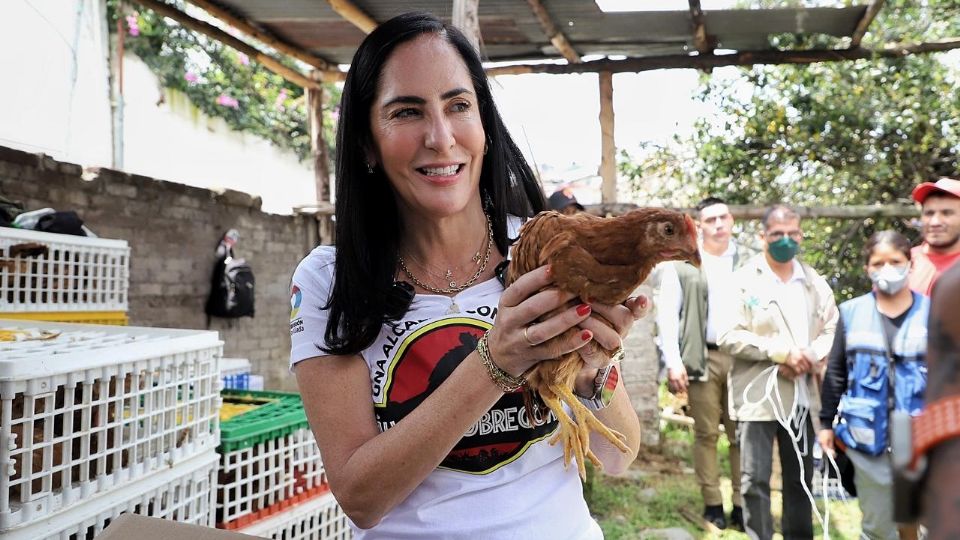 Las gallinas  ya están en condiciones de poner huevos.