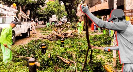 ¿Qué explicación tiene la alarmante caída de árboles en CDMX? 