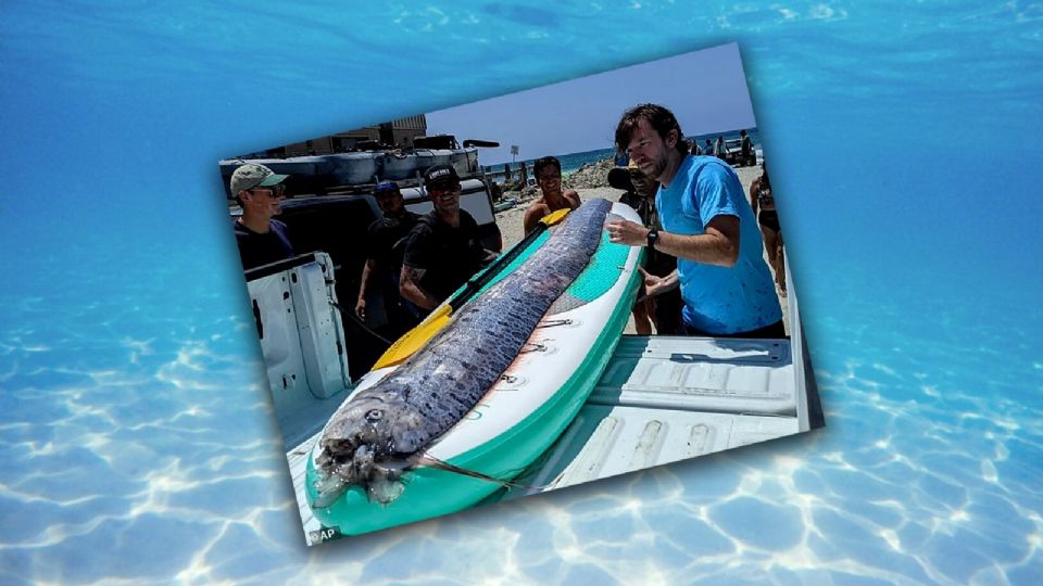 El hábitat natural de estos peces se ubica en las profundidades del mar, por lo que no es muy común su hallazgo.