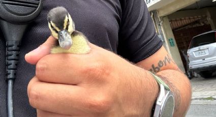 Rescatan a familia de patos en Monterrey