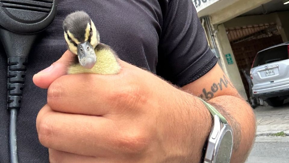 Rescatan a familia de patos en Monterrey