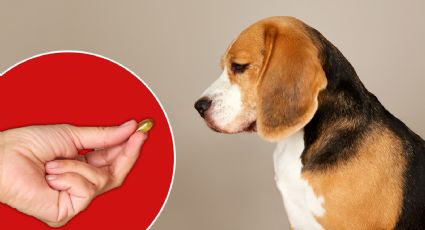 Científicos desarrollan pastilla para reducir el envejecimiento de los perros