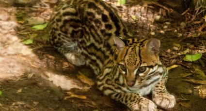 Estos son los seis felinos que tienen presencia en Nuevo León