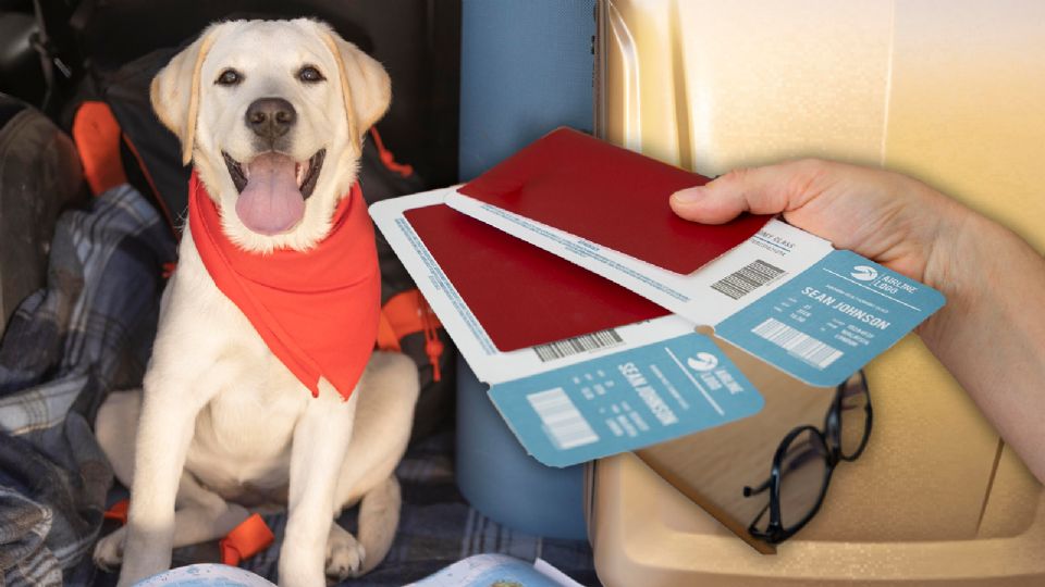 Cuida a tu mascota y prepárate para viajar con él