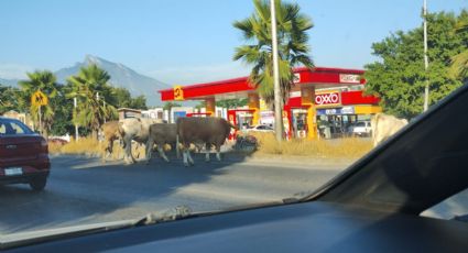 Vacas escapan y caminan por avenida México en Guadalupe | VIDEO