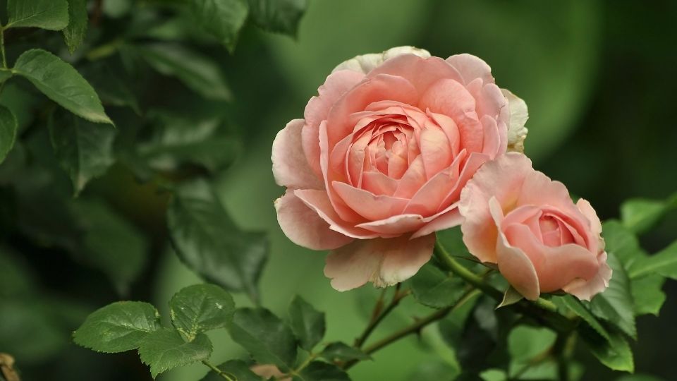 Científicos descubren desarrollo para poder crear rosas sin espinas.