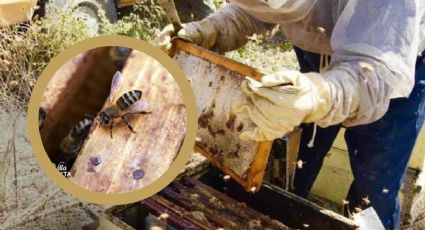 De la colmena a la bodega; un recorrido por la elaboración de la miel en NL