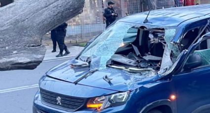 Cae árbol con panal de abejas sobre un vehículo en Periférico Oriente