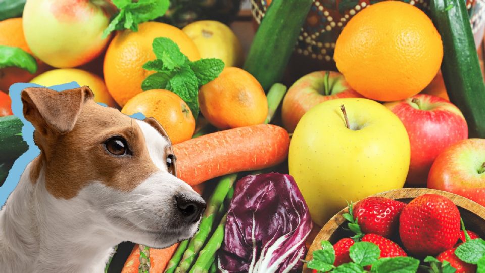 Añadir frutas y verduras a la dieta de tu perro puede ser muy beneficioso