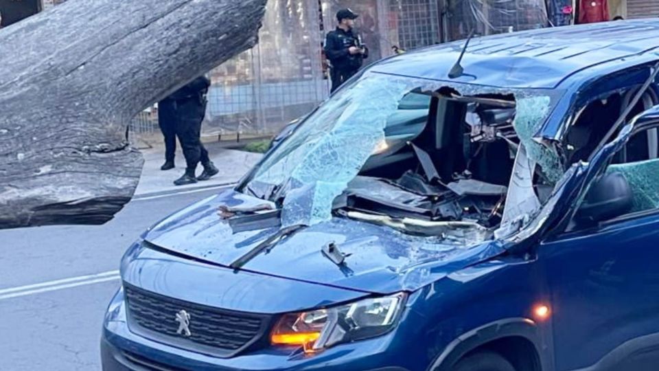 La caída de bicho árbol ocurrió aparentemente por el reblandecimiento de la tierra.