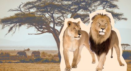 Por esta razón los leones son similares a los humanos, según la ciencia