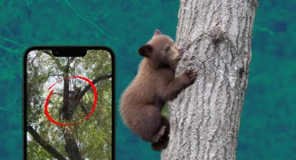 Avistan a oso bebé en la colonia Encino, en Monterrey