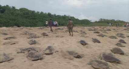 Marina asegura arribo de ‘Tortuga Golfina’ a playa Escobilla, Oaxaca