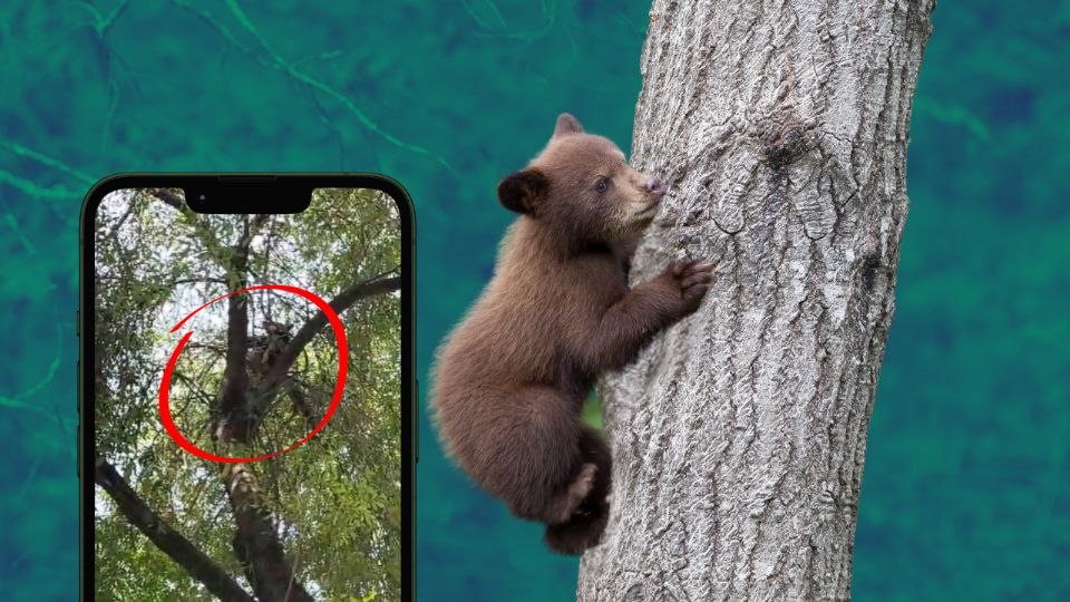 Avistamiento de oso bebé en la colonia Encino