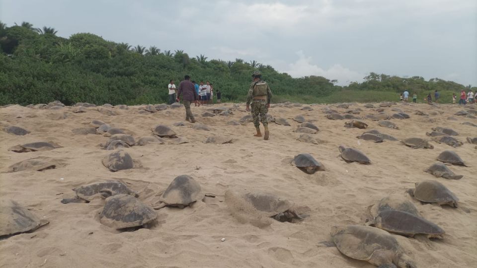 Esta especie de tortuga se encuentra en peligro de extinción en nuestro país.