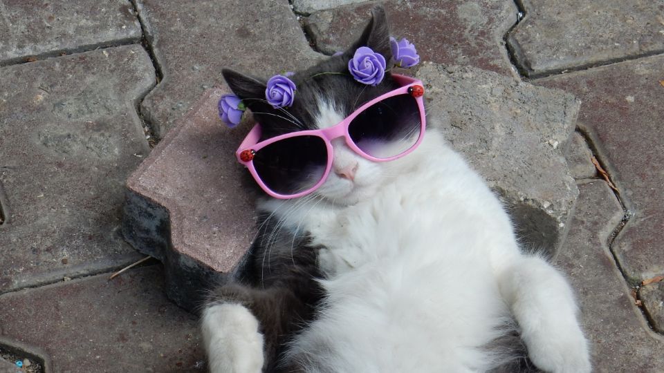 Día internacional del gato: ¿son mejores mascotas que los perros?