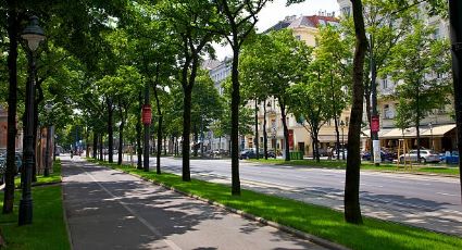 Cinco árboles que puedes sembrar en la banqueta de tu casa sin dañarla