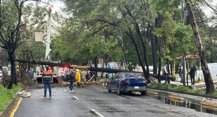 Caen árboles por fuertes vientos y aguaceros