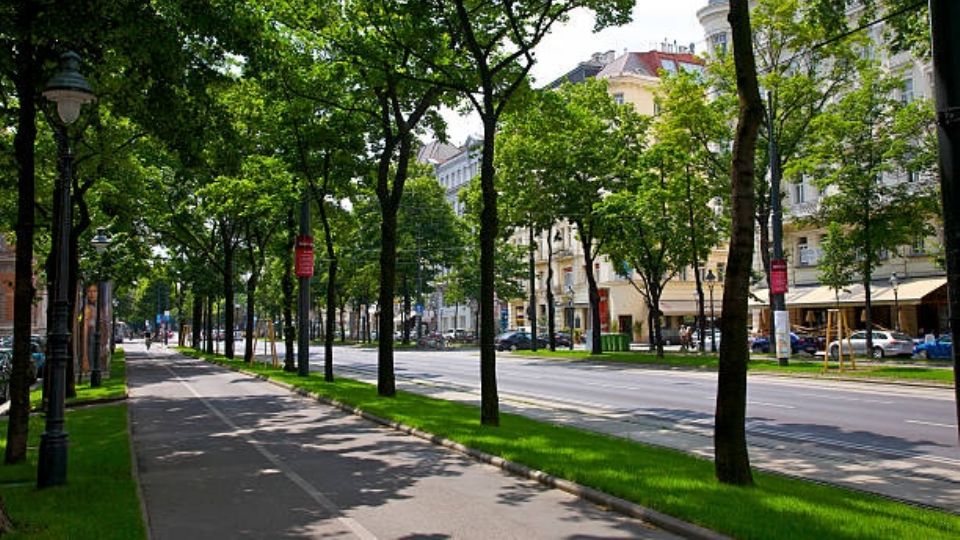 Cinco árboles que puedes sembrar en la banqueta de tu casa sin dañarla