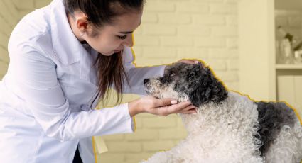 Mes del testamento: ¿Cómo proteger a tus mascotas antes de morir?