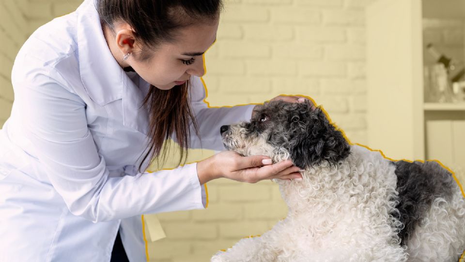 Dejar protegidas a las mascotas al morir sí es posible.