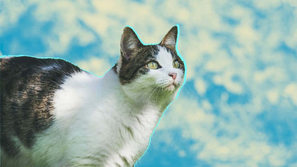 El Gato Azul podría ser una de las razas más antiguas del mundo.