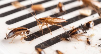 Remedios efectivos para exterminar las cucarachas chiquitas de casa