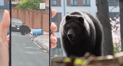 Captan a oso buscando comida en San Pedro | Video