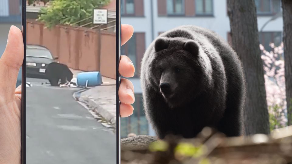 Captan a oso buscando comida en San Pedro