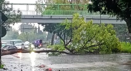 Preliminar, más de 16 árboles caídos por fuertes vientos y lluvia: PC