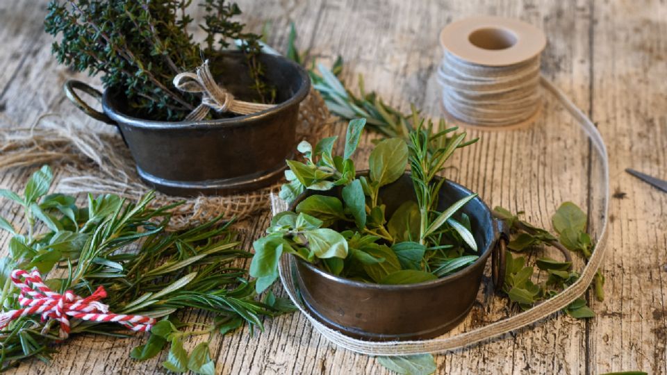 La planta que ayuda a calmar los dolores musculares y es fácil de cuidar.