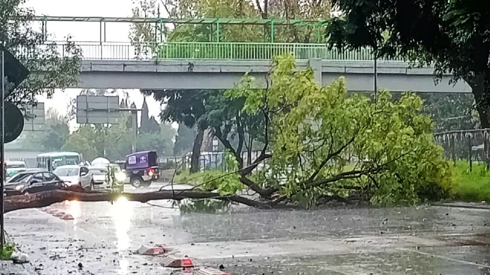 Árboles caídos en la CDMX