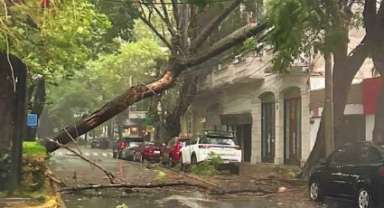 Caen 13 árboles en CDMX por lluvias fuertes