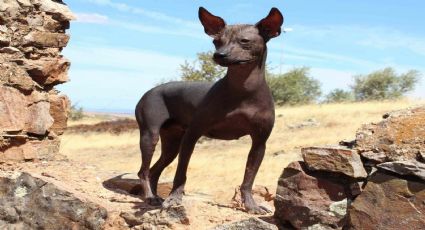 Dante de "Coco": 10 cosas que debes saber de los xoloitzcuintles