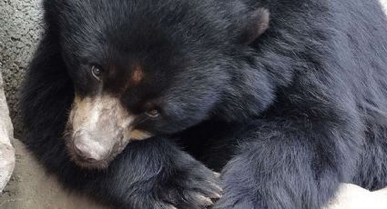 Datos curiosos que no sabías del oso negro, destacado habitante de NL