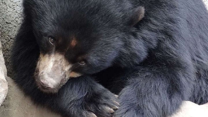 Datos curiosos que no sabías del oso negro, destacado habitante de NL