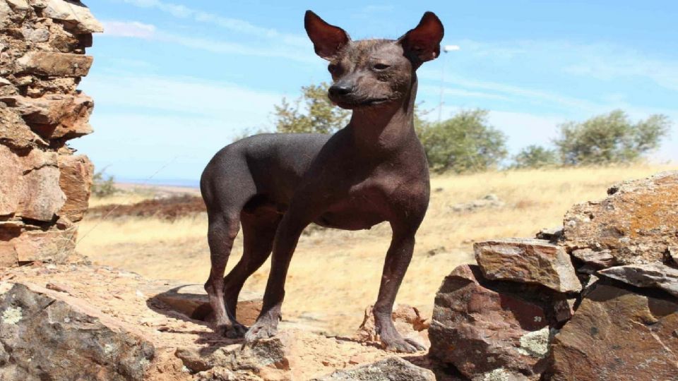 Este perro sin pelo ha sido compañero fiel de los humanos desde tiempos prehispánicos.