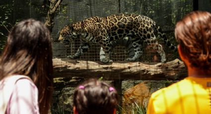 Animales en zoológicos de la CDMX ya muestran signos de su avanzada edad