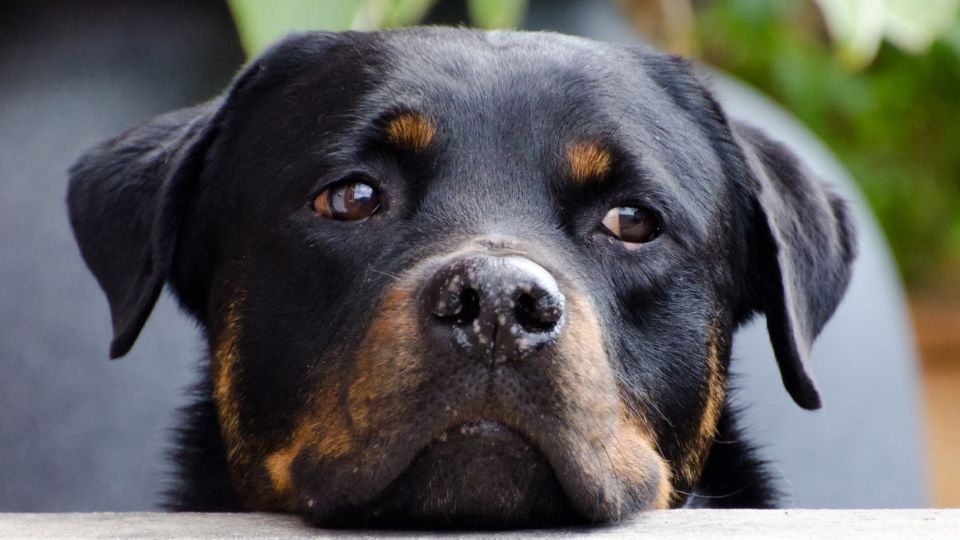 Han aumentado los casos de maltrato animal, principalmente contra perros por abandono.