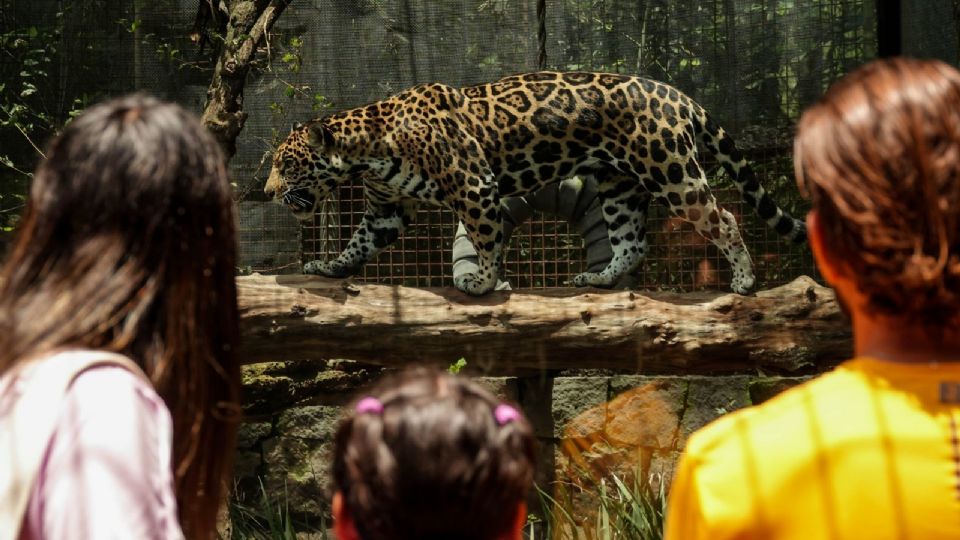 Jaguar hembra África que habita el Centro de Conservación de la Vida Silvestre de Chapultepec.