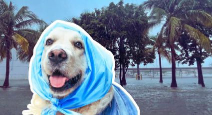 Helene: ¿Cómo proteger a las mascotas ante un huracán?