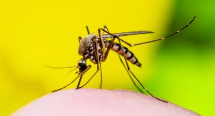 Intensificarán medidas contra el dengue ante lluvias en NL;  ¿Cómo protegerte?