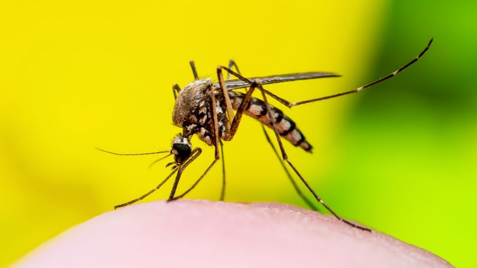 Dengue