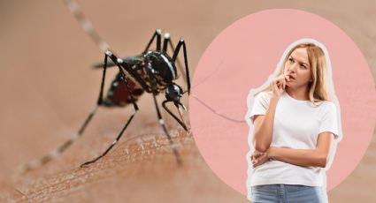 ¿Cómo diferenciar el mosquito del dengue de uno común?