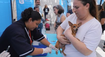 Aplicarán vacuna antirrábica para mascotas de forma gratuita en NL; ¿Cuándo y dónde?