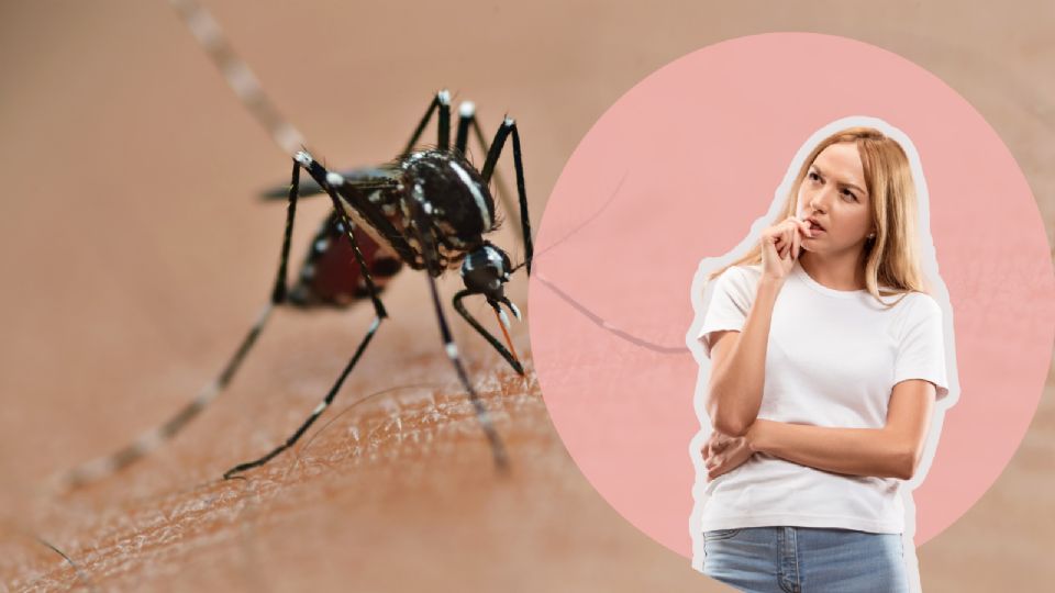 Una de las características principales del mosquito Aedes aegypti son las manchas blancas en su cuerpo y patas.