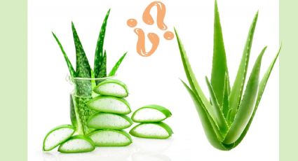 ¿Cuál es la diferencia entre Sábila y Aloe Vera? Conoce sus beneficios