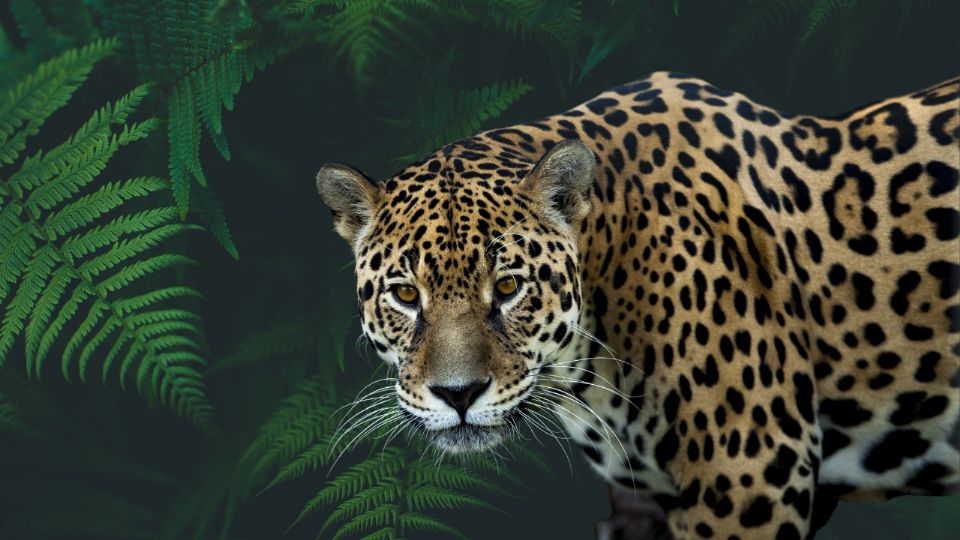 El jaguar ya se considera una especie emblemática de Nuevo León